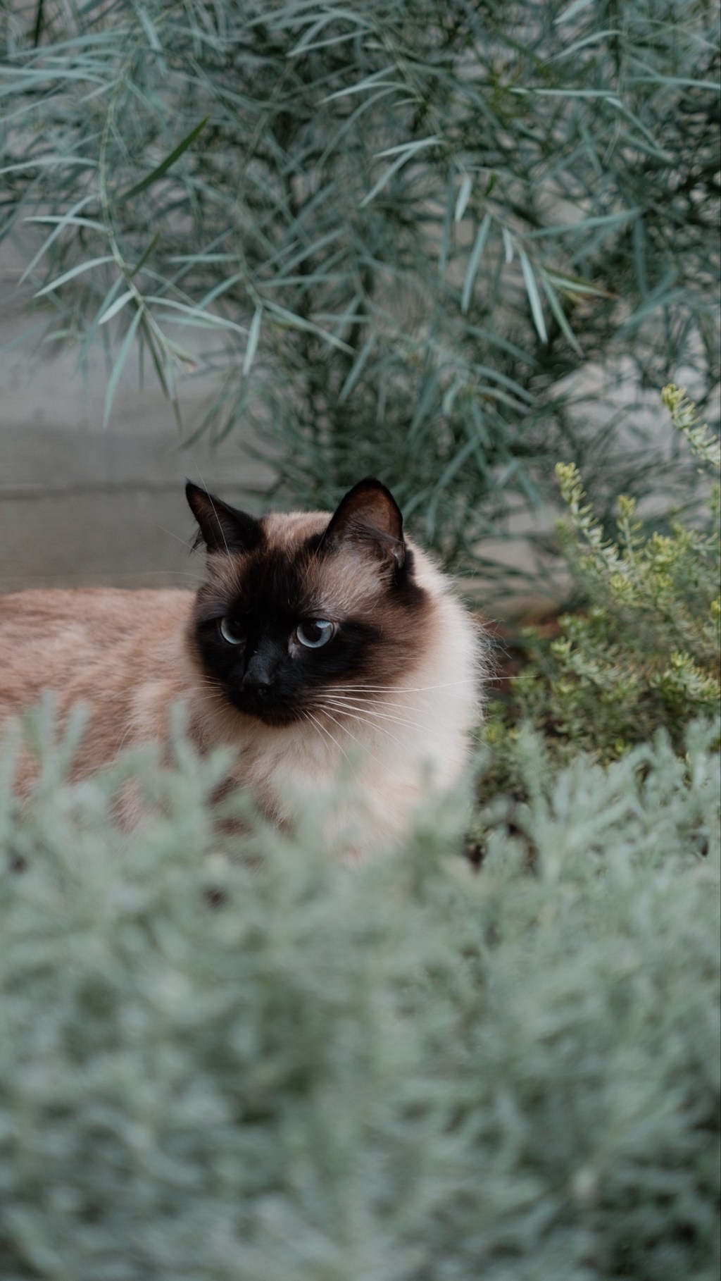 meet my sweet girl&nbsp;:)